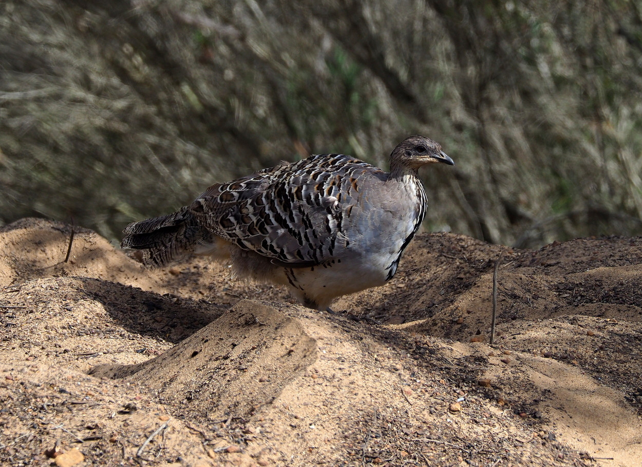 image Malleefowl